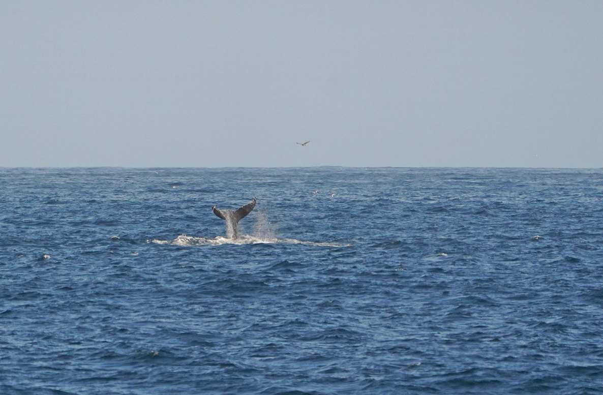 Boggelrugwalvis / Humpback Whale