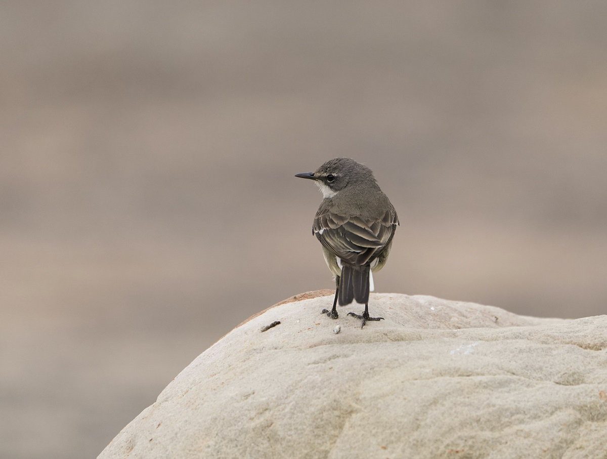 Gewone Kwikkie / Cape Wagtail