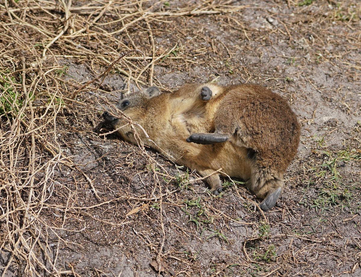 Dassie / Cape Hyrax, Rock Hyrax