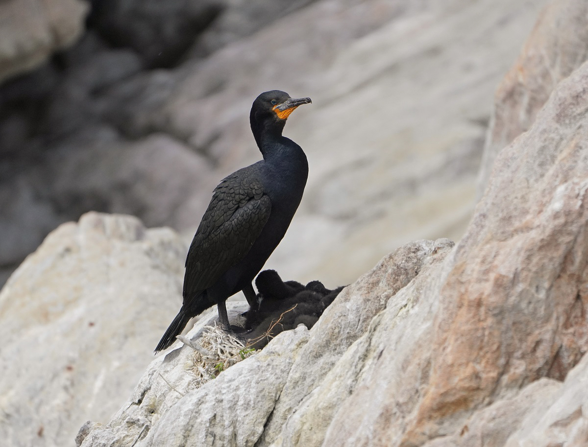 Trekduiker / Cape Cormorant