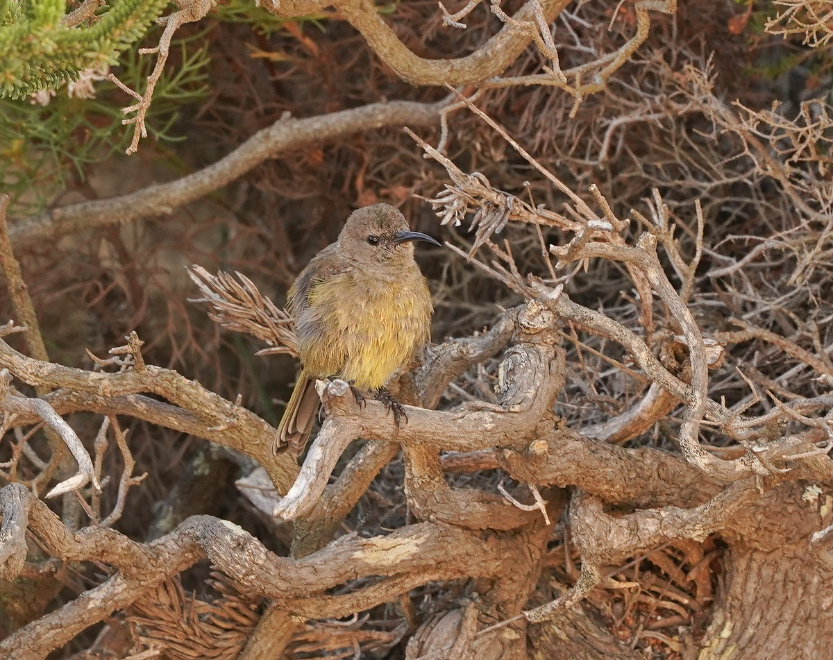 Oranjeborssuikerbekkie / Orange-breasted Sunbird