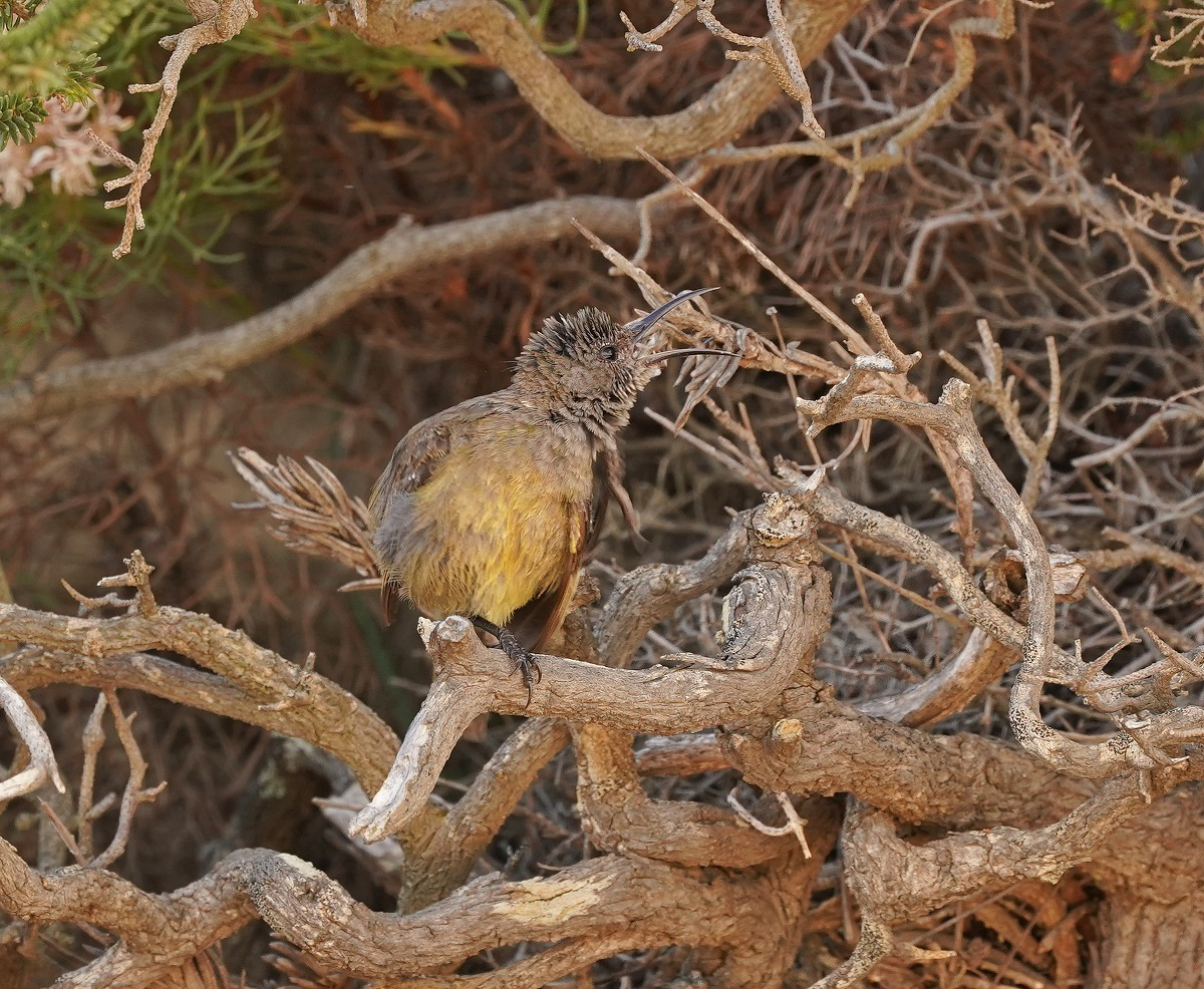 Oranjeborssuikerbekkie / Orange-breasted Sunbird