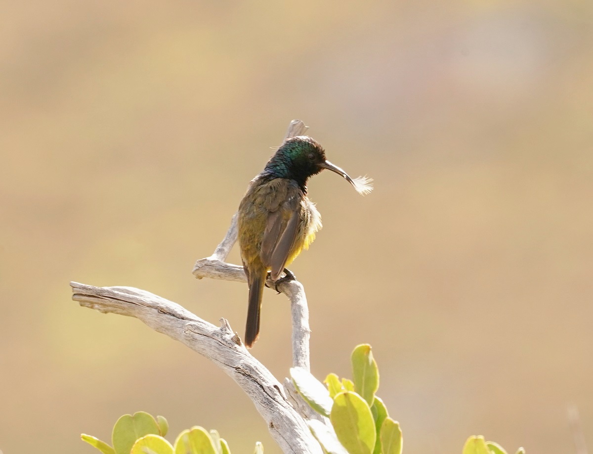 Oranjeborssuikerbekkie / Orange-breasted Sunbird