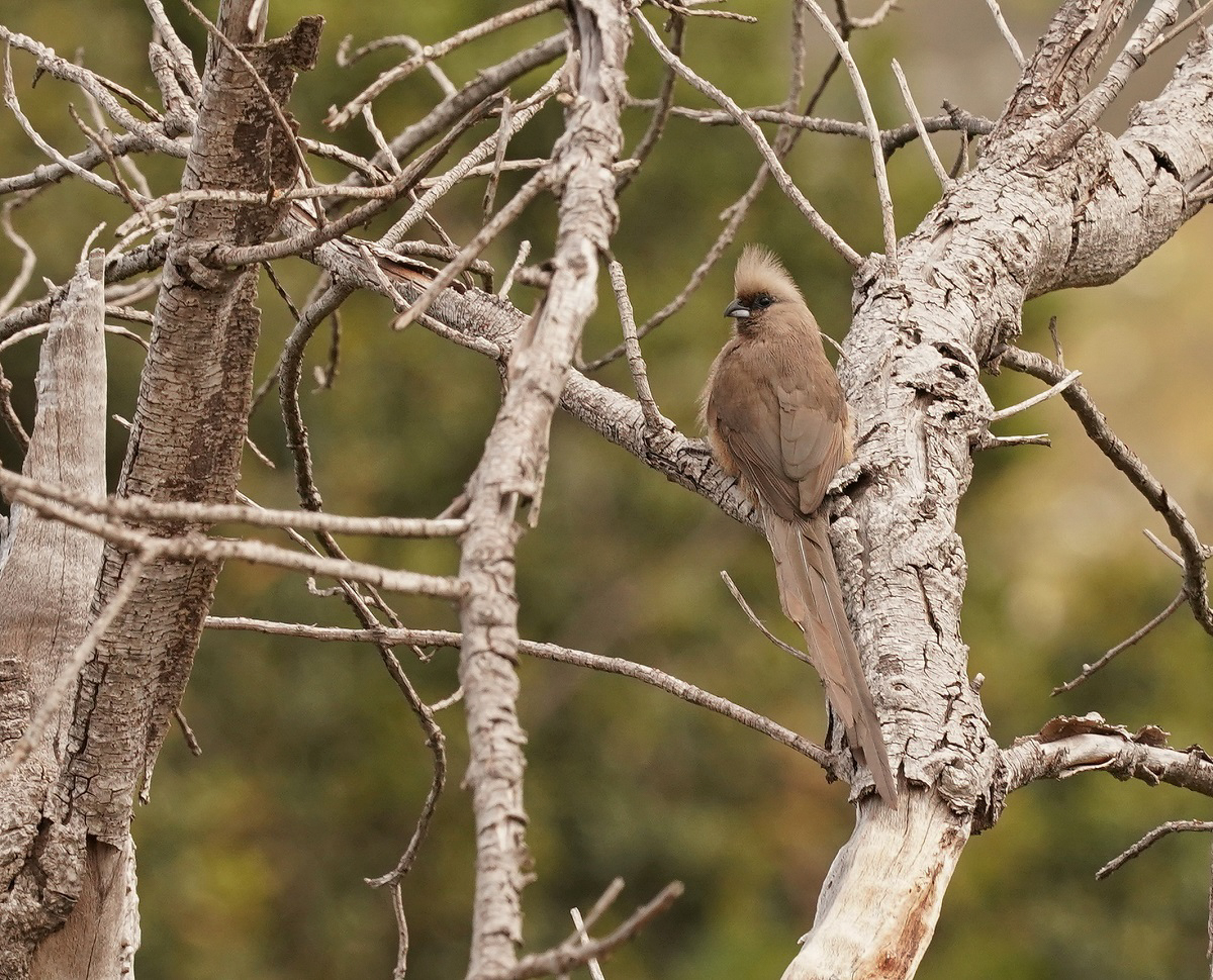 Gevlekte Muisvoël / Speckled Mousebird