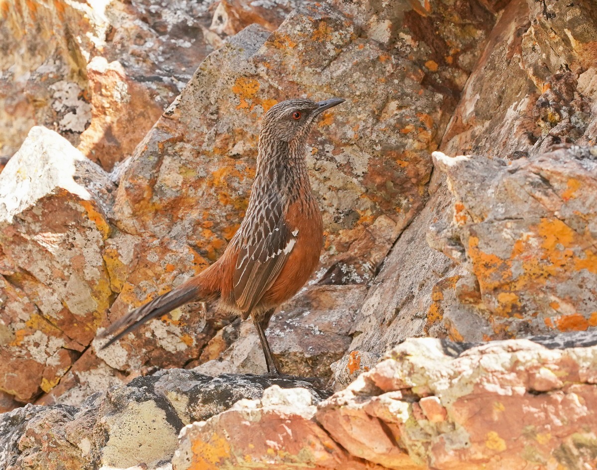 Kaapse Berglyster / Cape Rockjumper