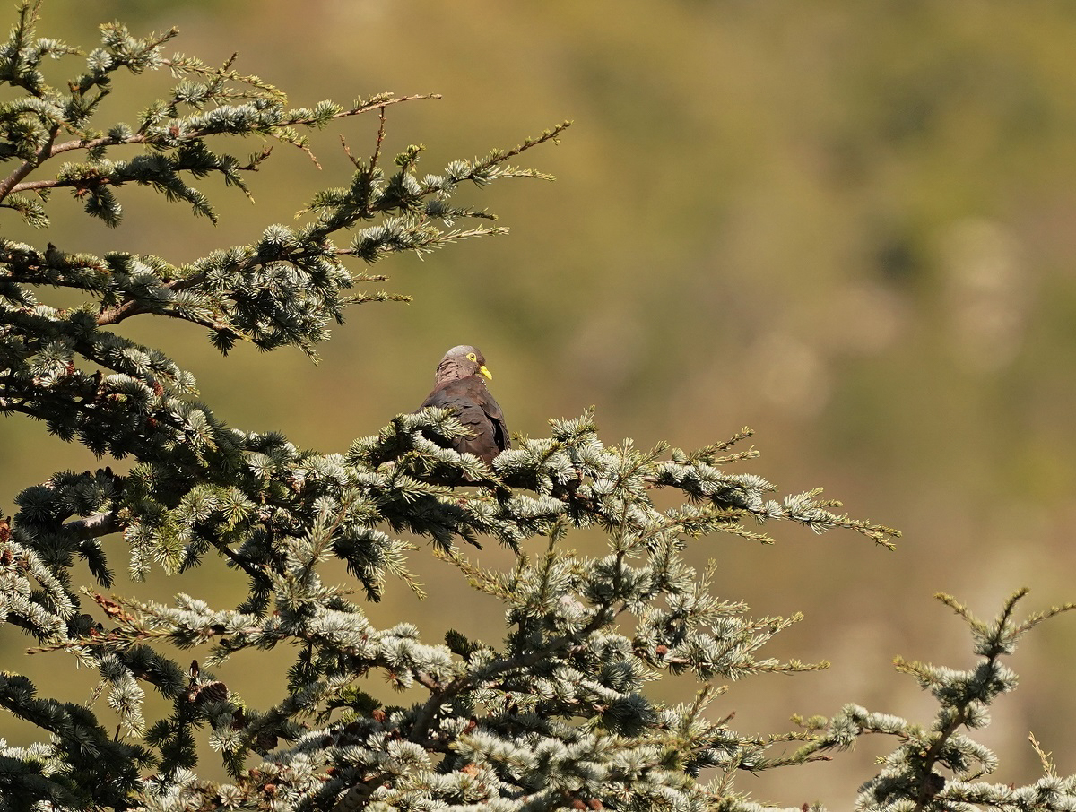 Geelbekbosduif / African Olive (Rameron) Pigeon