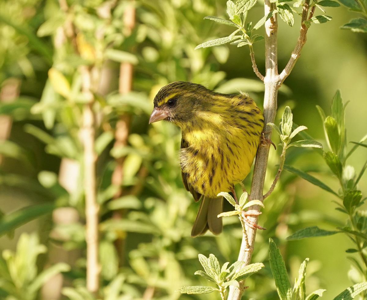 Gestreepte Kanarie / Forest Canary