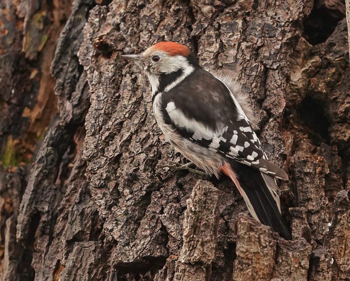 Middelste Bonte Specht / Middle Spotted Woodpecker