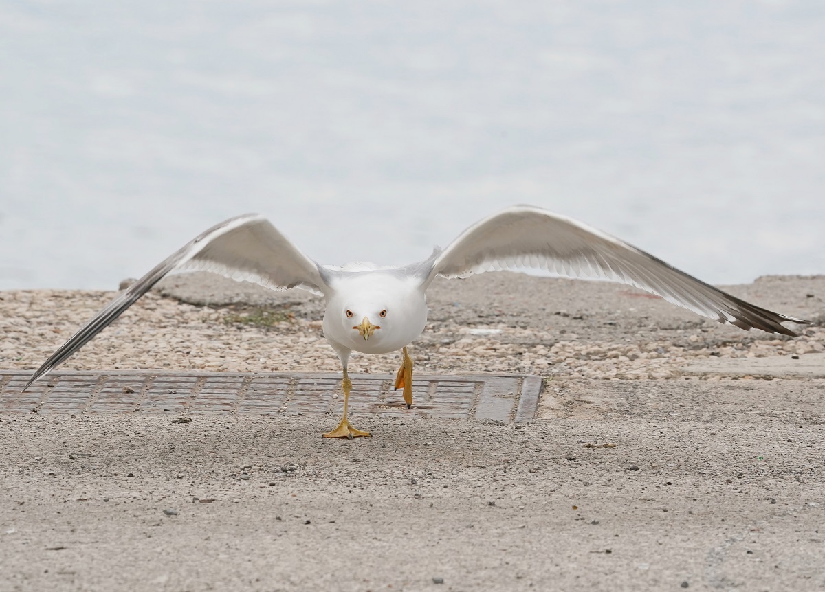 Geelpootmeeuw / Yellow-legged Gull