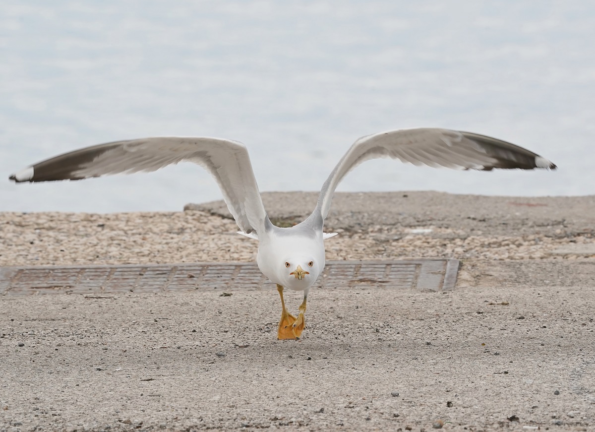 Geelpootmeeuw / Yellow-legged Gull