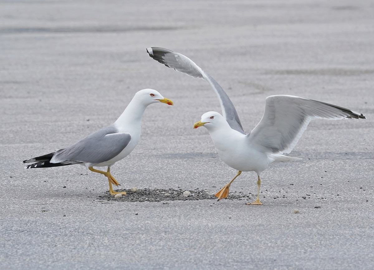 Geelpootmeeuw / Yellow-legged Gull