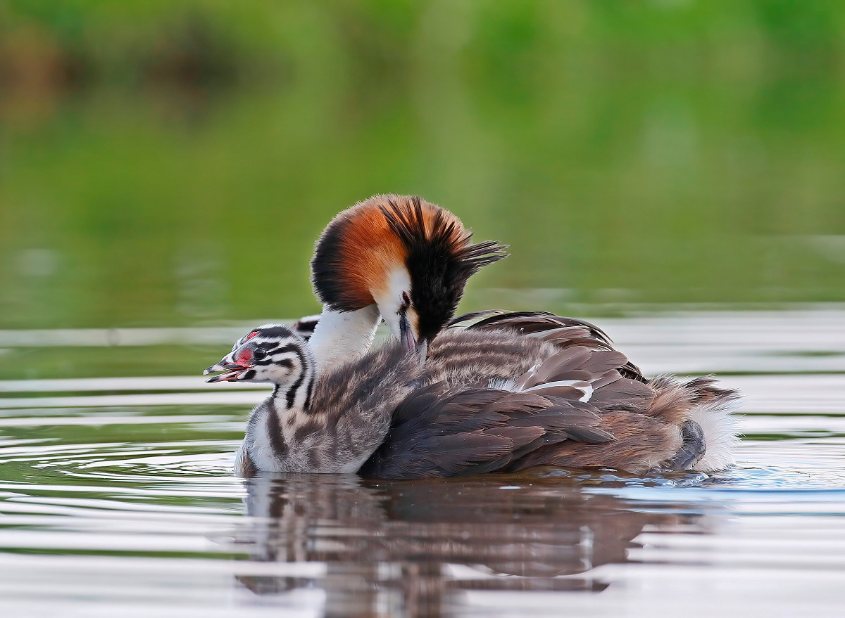 Fuut / Great Crested Grebe