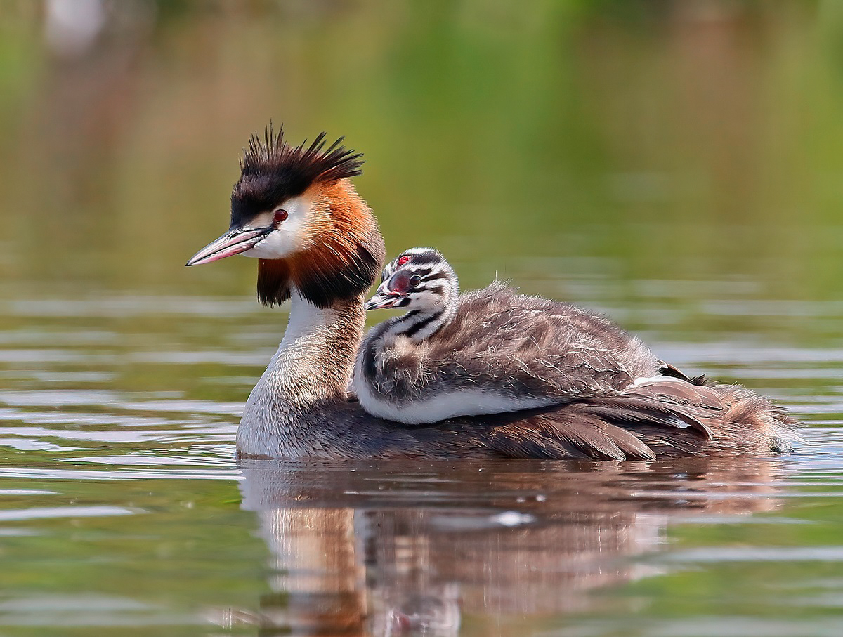 Fuut / Great Crested Grebe