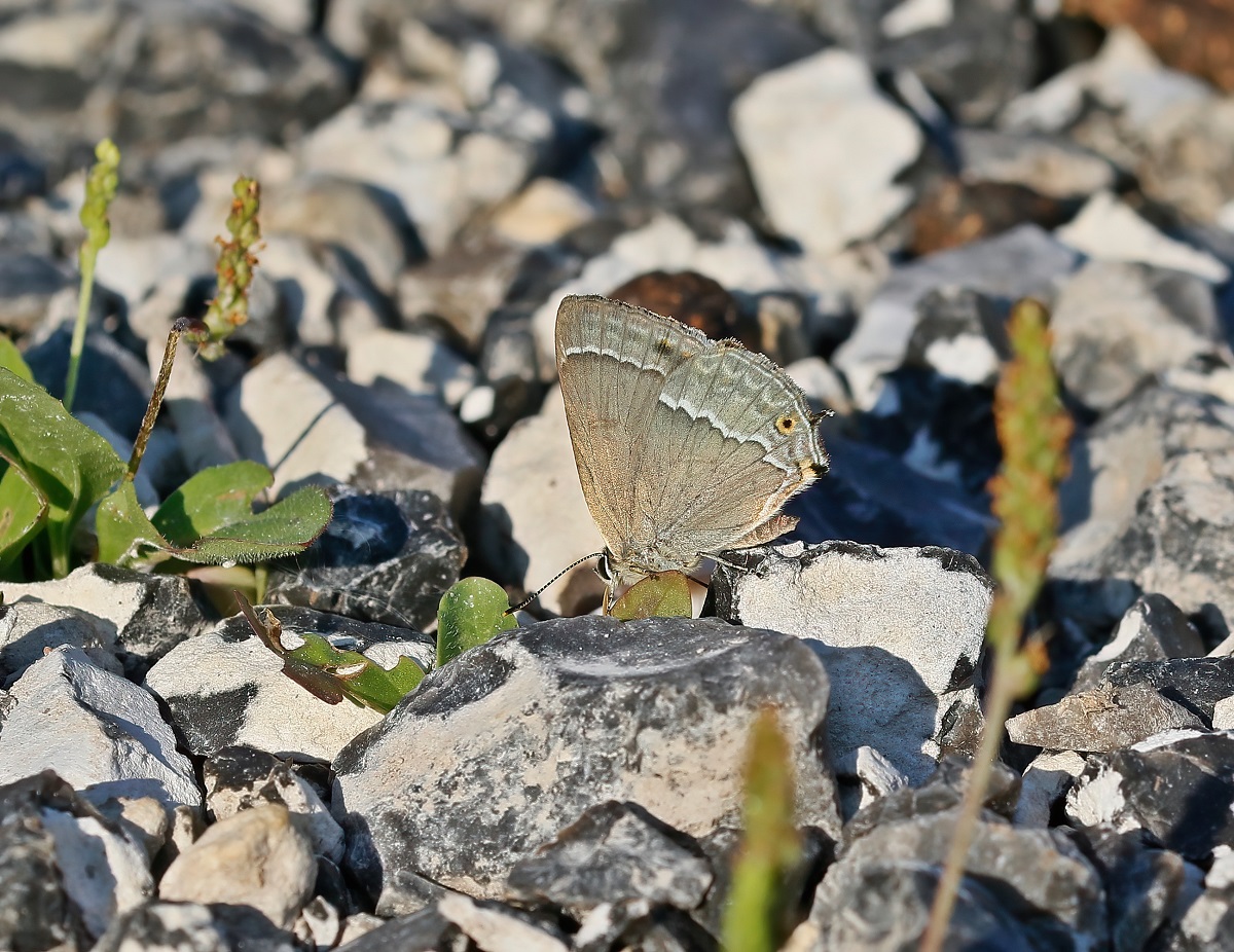 Eikenpage / Purple Hairstreak
