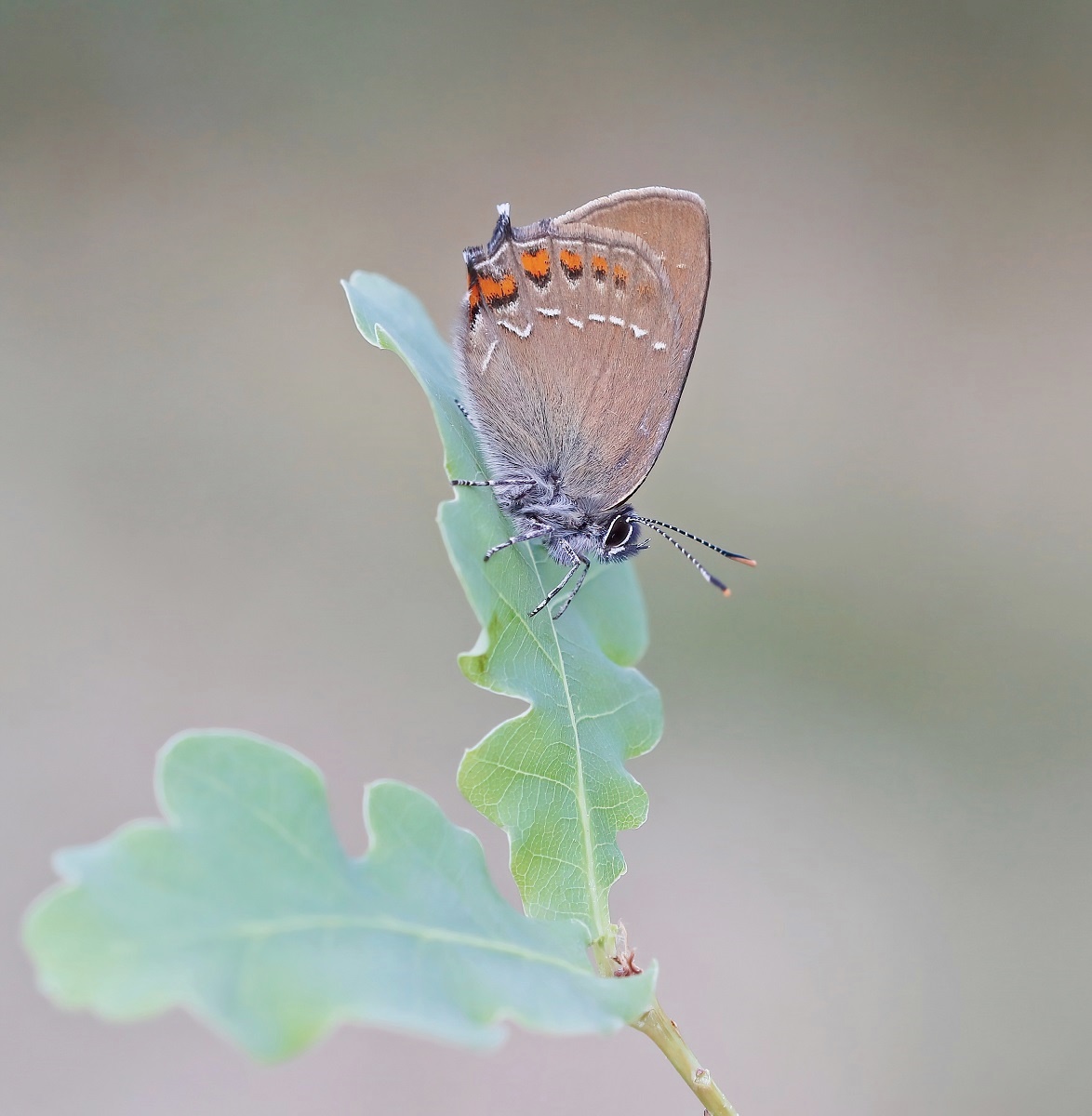Bruine Eikenpage/ Ilex Hairstreak