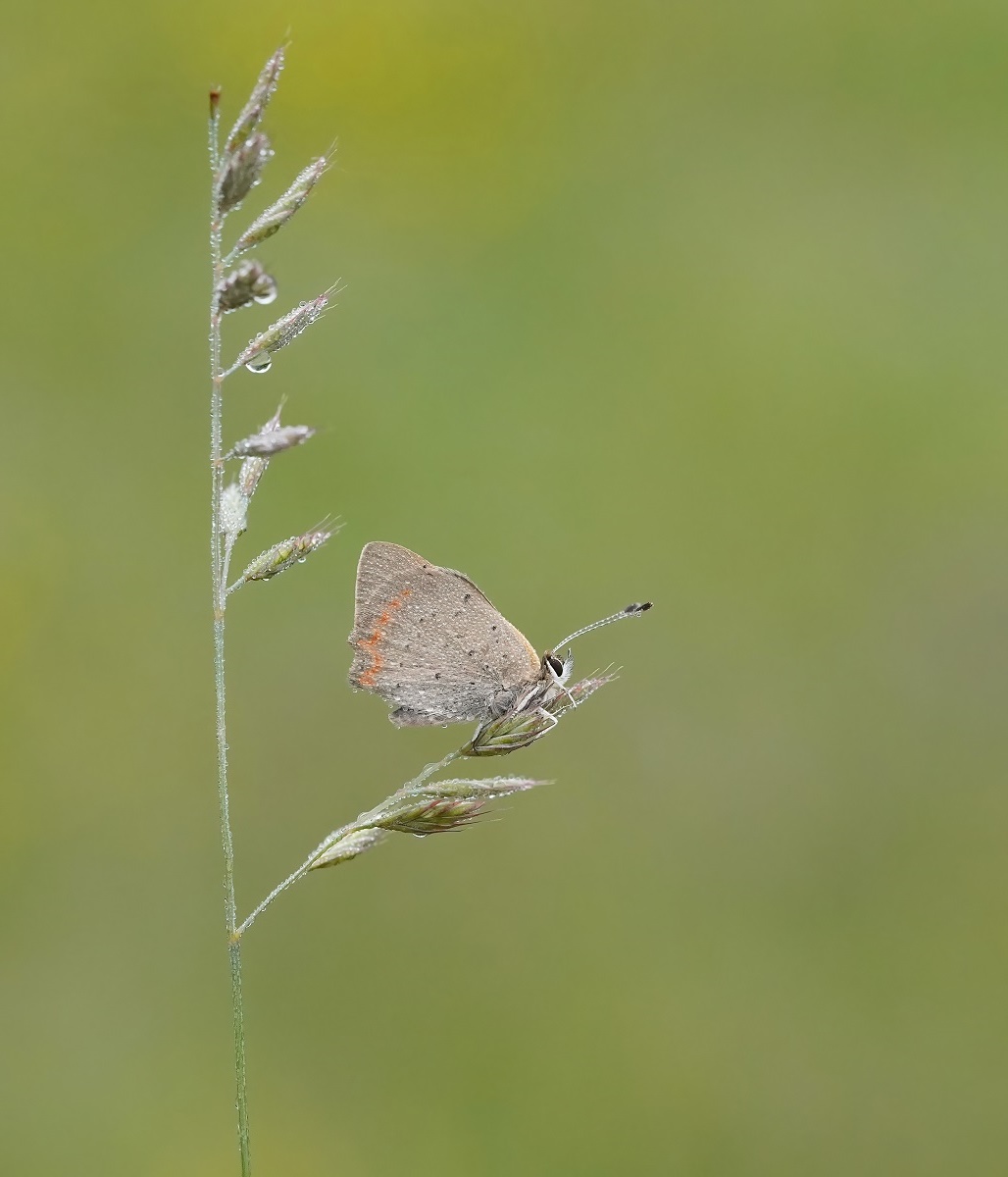 Kleine Vuurvlinder / Small Copper