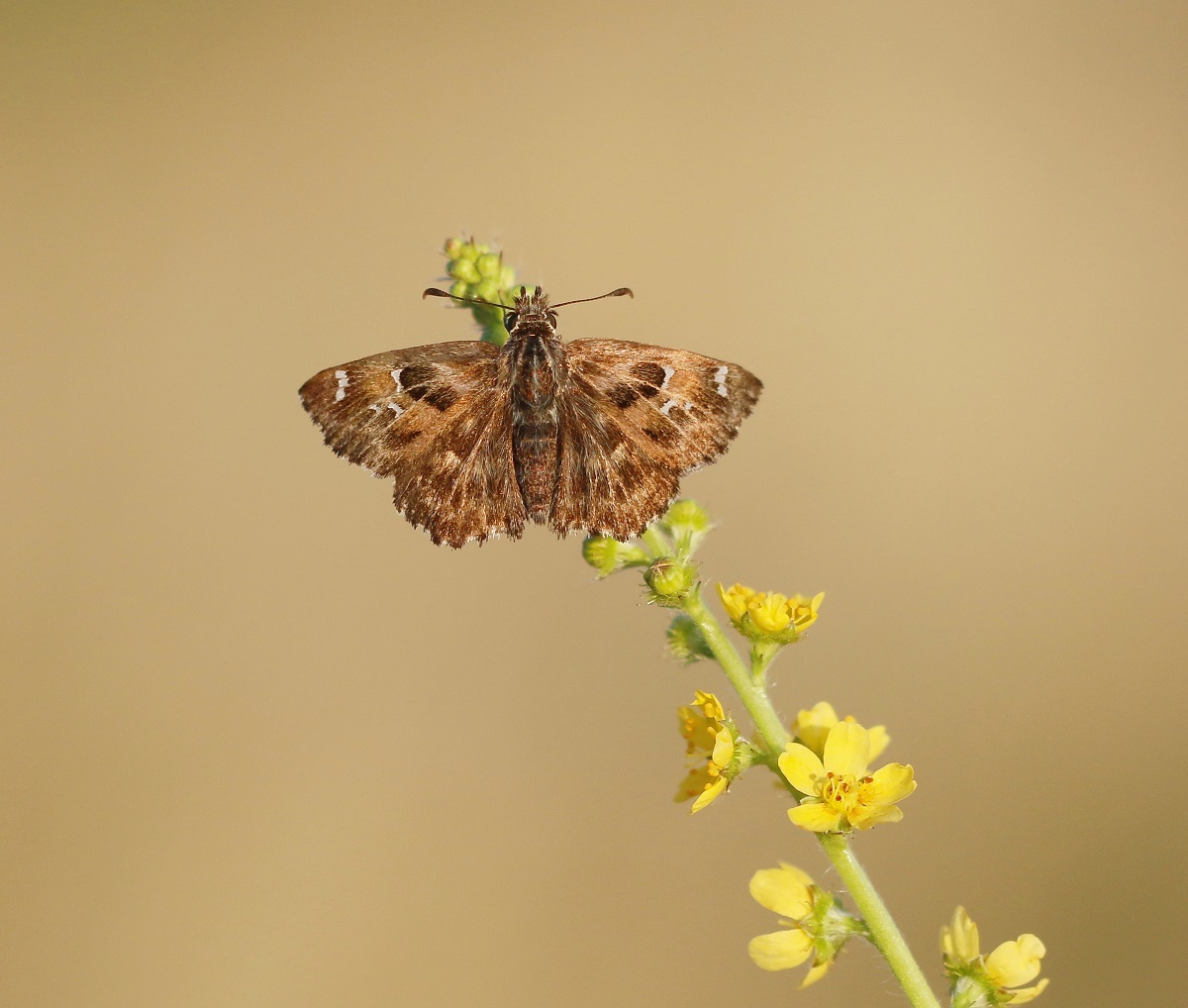 Kaasjeskruiddikkopje / Mallow Skipper