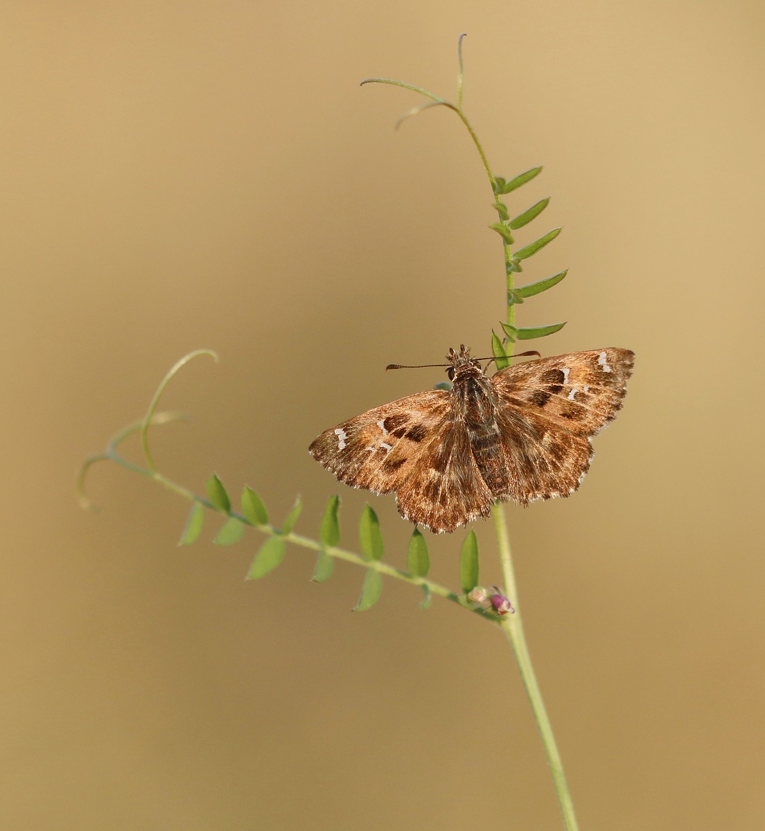 Kaasjeskruiddikkopje / Mallow Skipper