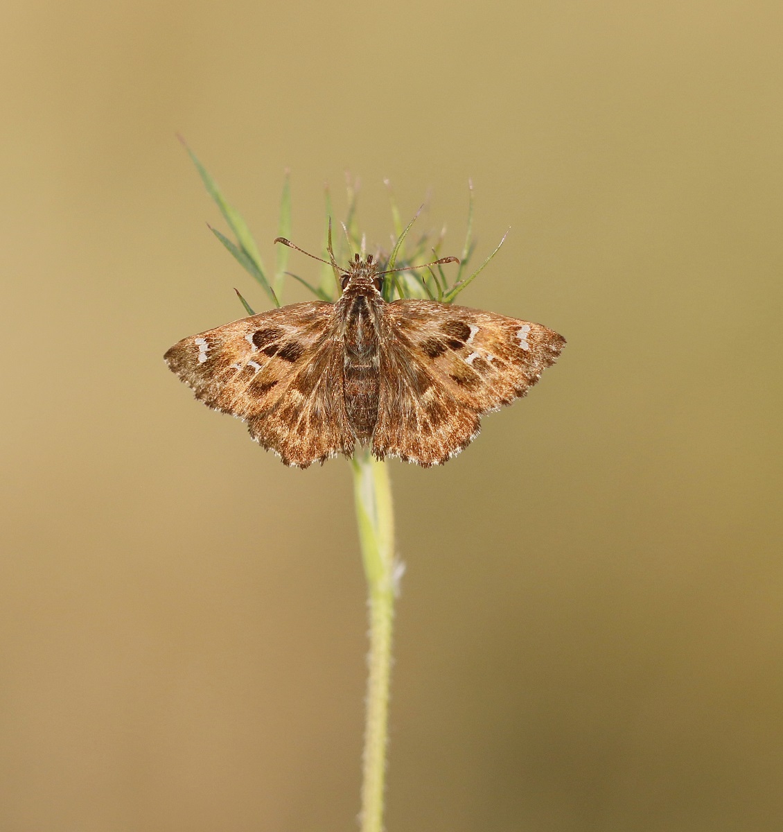 Kaasjeskruiddikkopje / Mallow Skipper