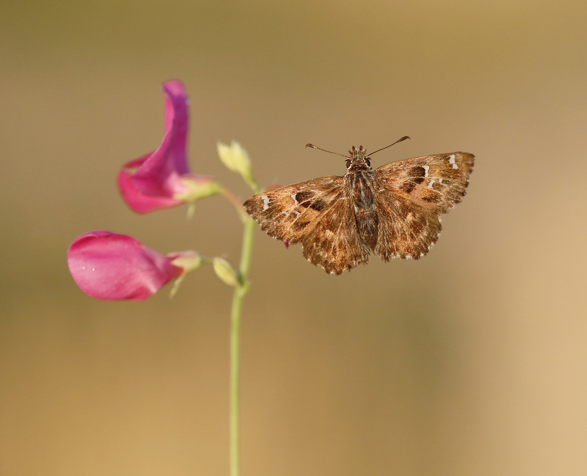 Kaasjeskruiddikkopje / Mallow Skipper