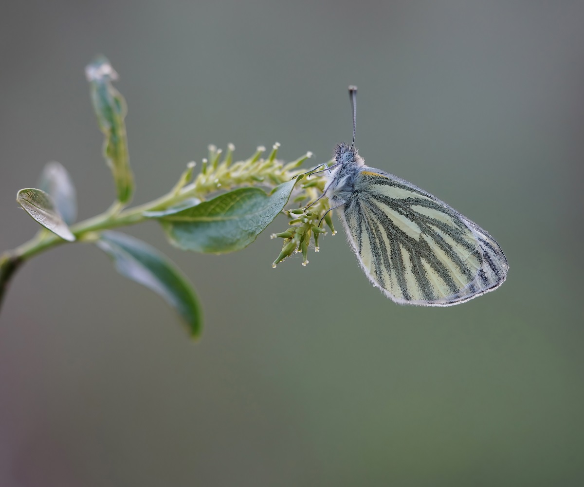 Klein Geaderd Witje / Green-veined White