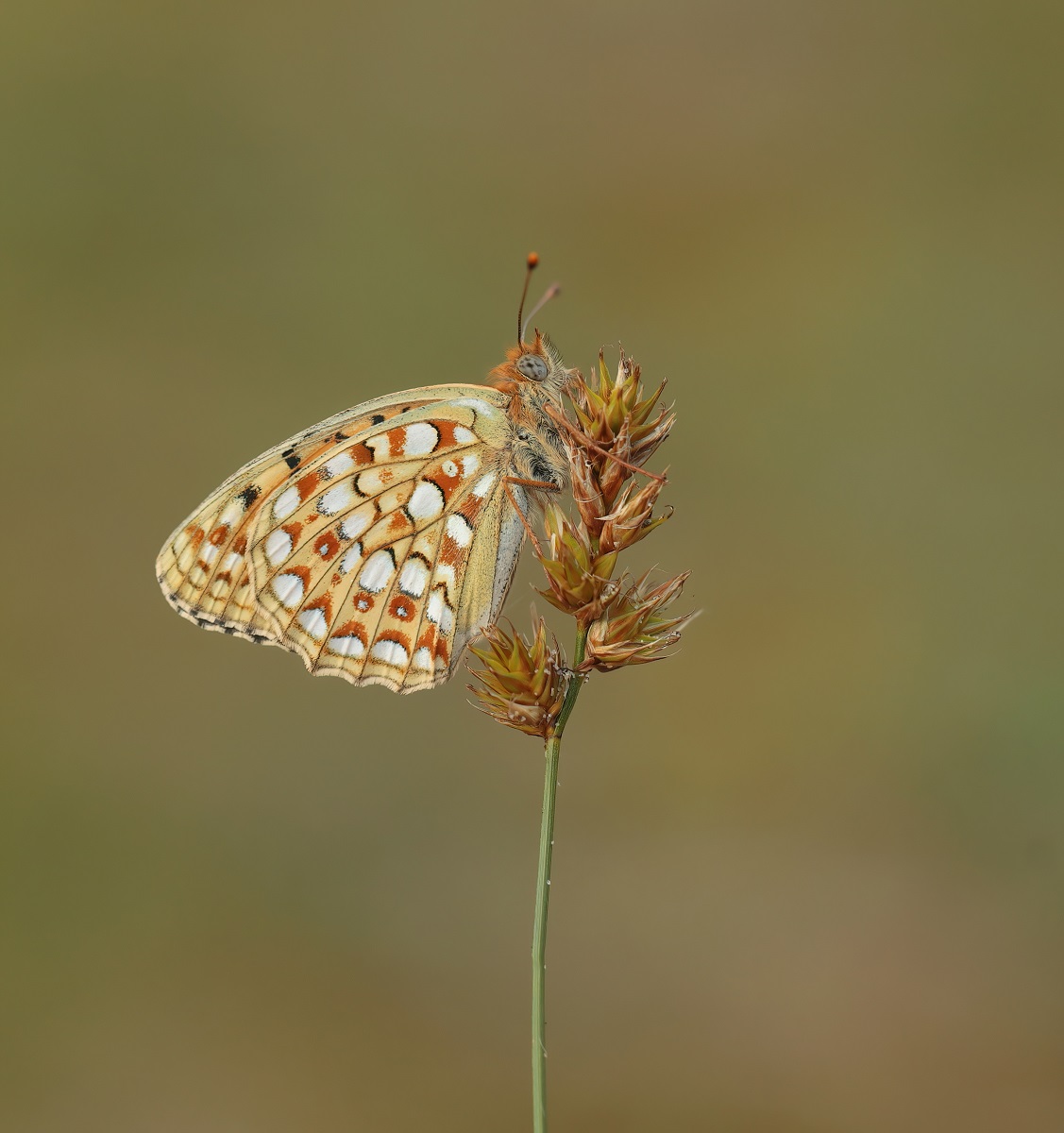 Duinparelmoervlinder / Niobe Fritillary