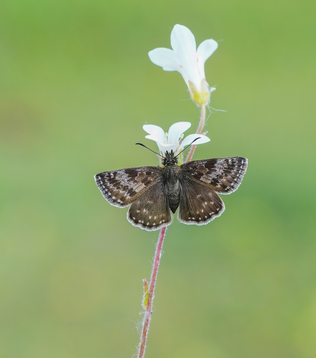 Bruin Dikkopje / Dingy Skipper