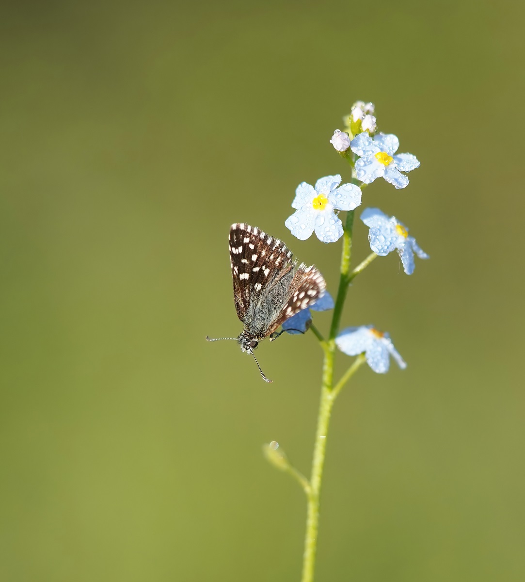 Aardbeivlinder / Grizzled Skipper