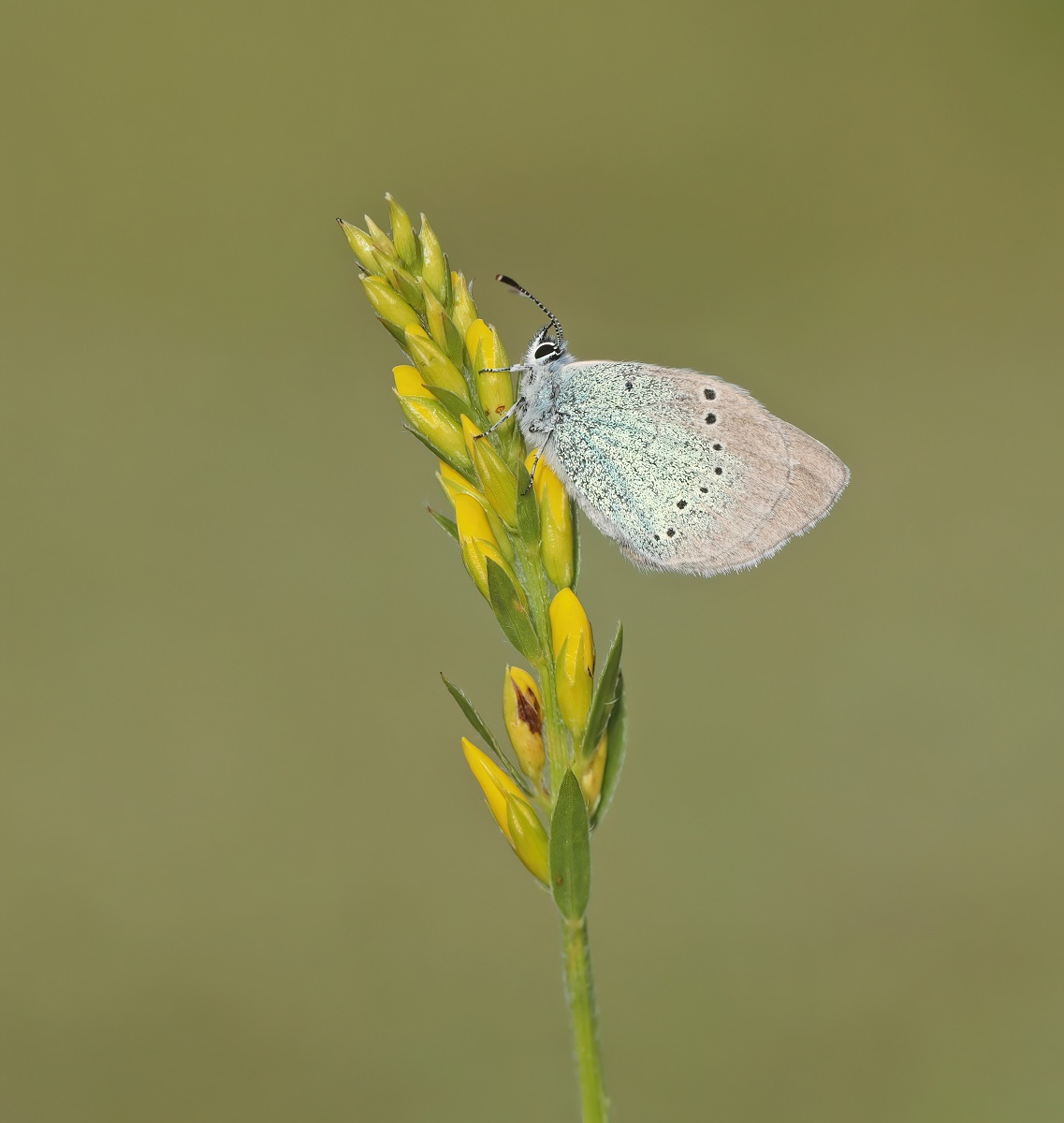 Bloemenblauwtje / Green-underside Blue
