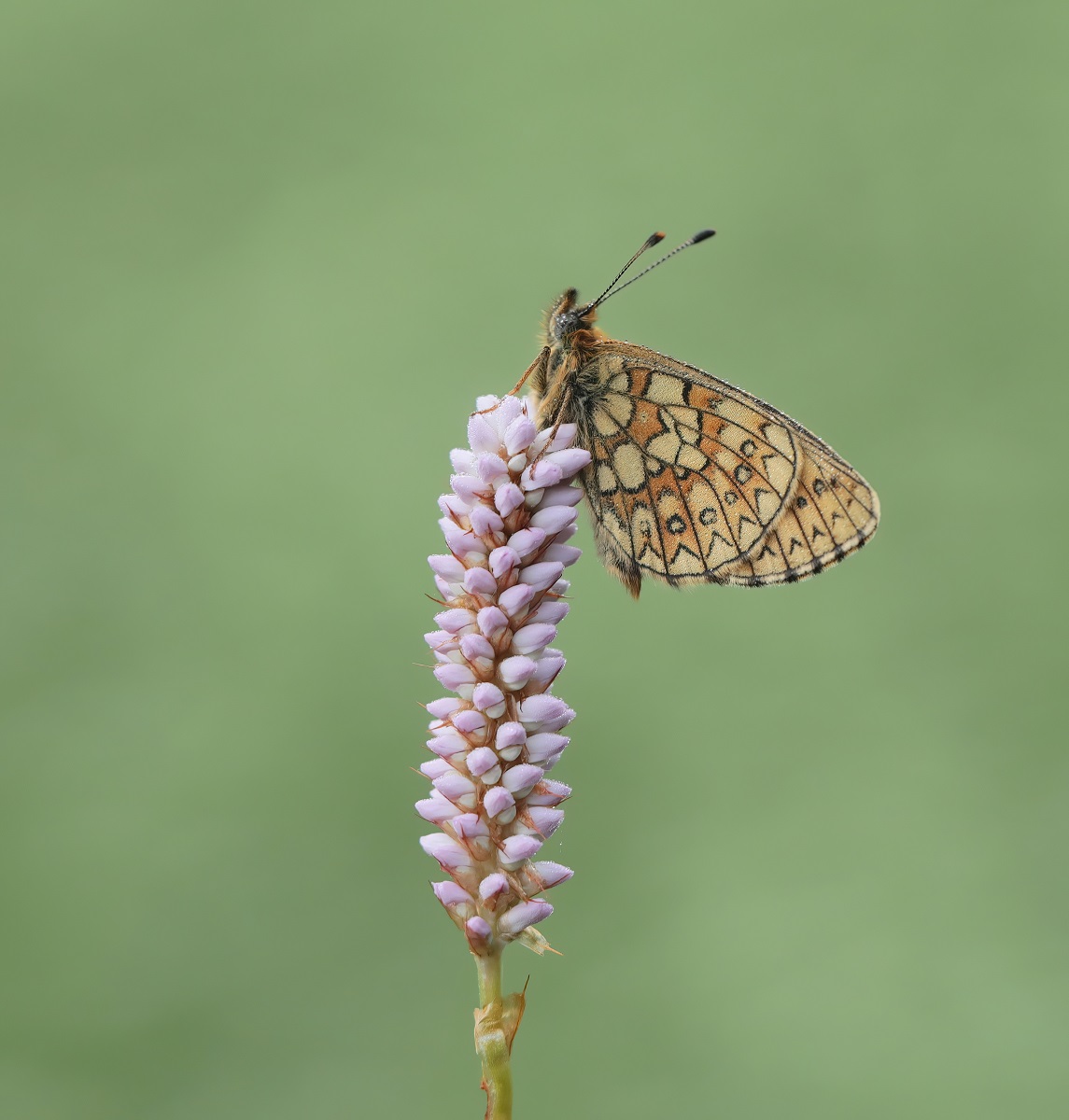 Ringoogparelmoervlinder / Bog Fritillary