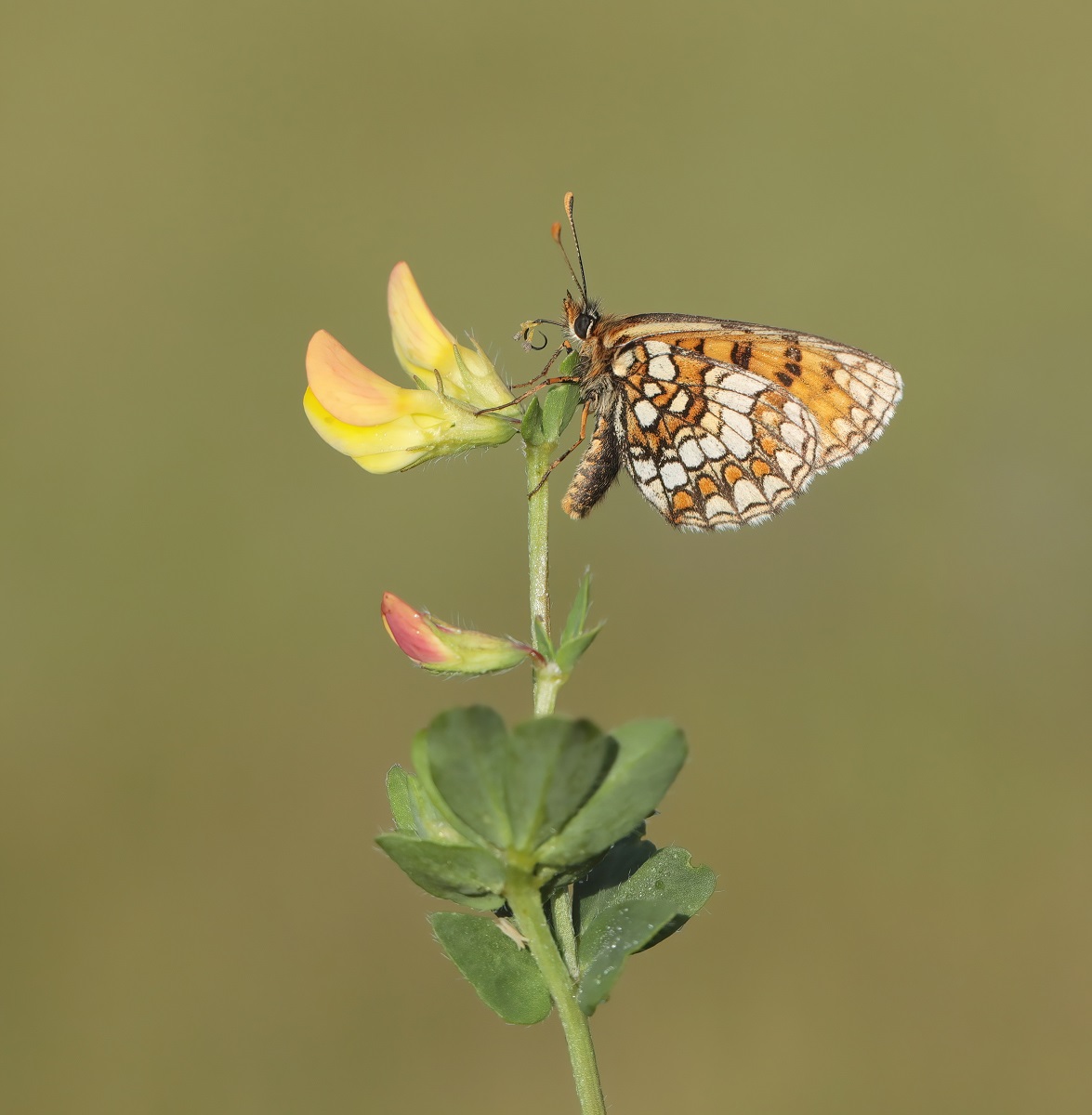 Bosparelmoervlinder / Heath Fritillary