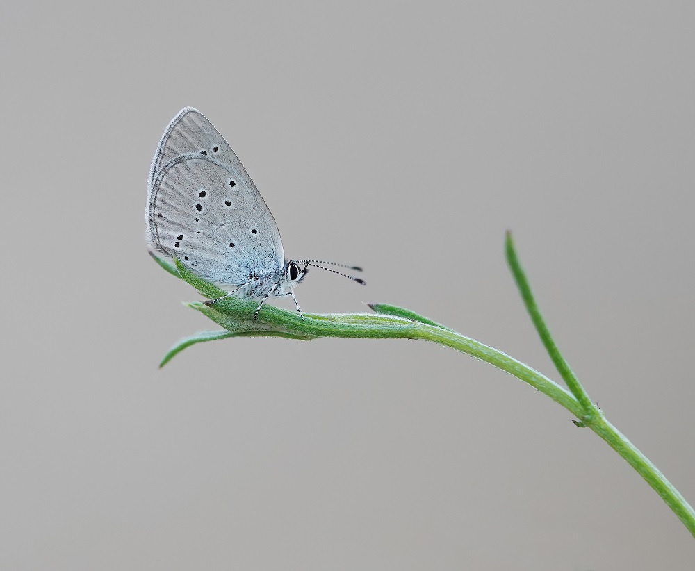 Zuidelijk Dwergblauwtje / Osiris Blue