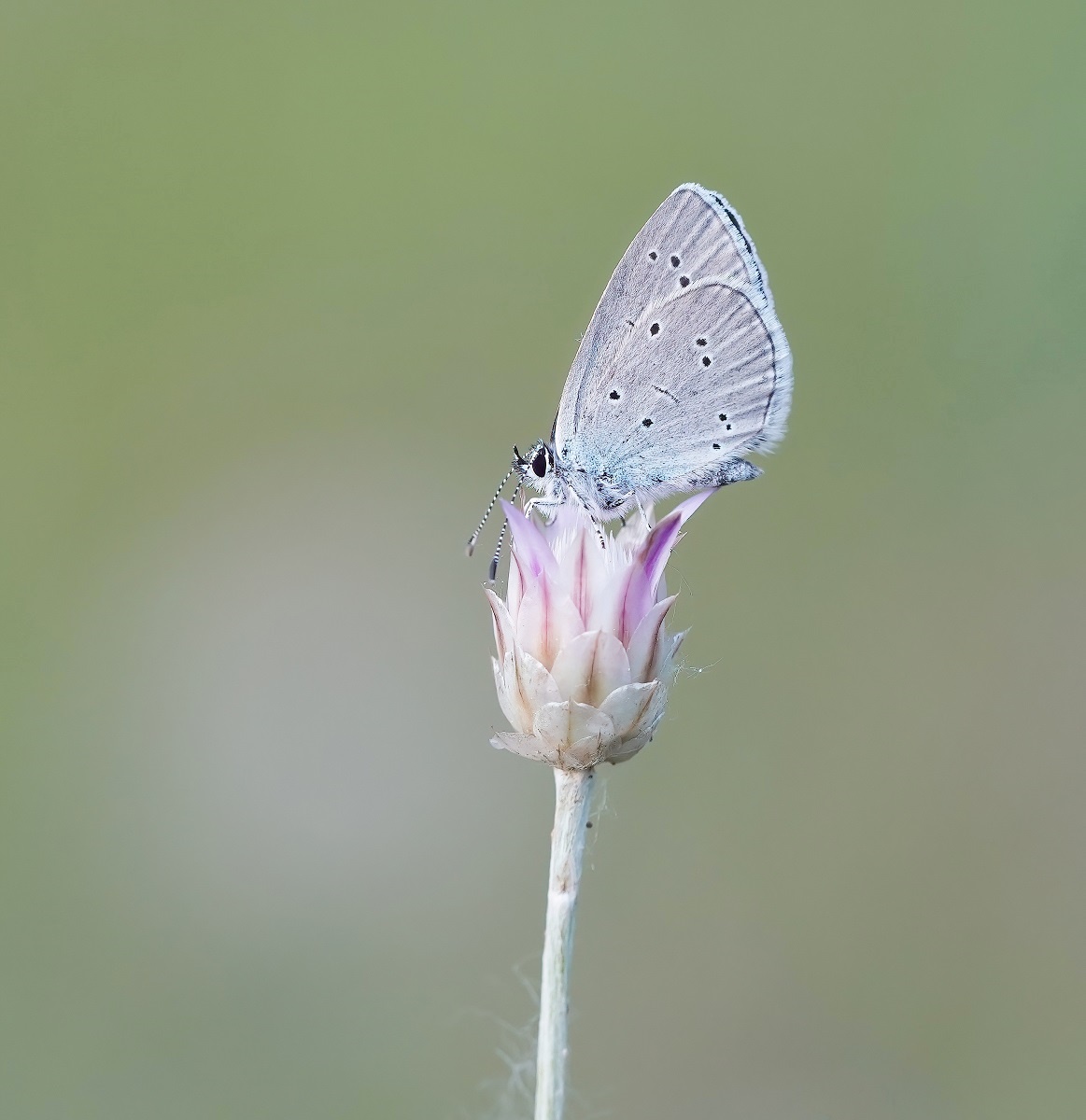 Zuidelijk Dwergblauwtje / Osiris Blue