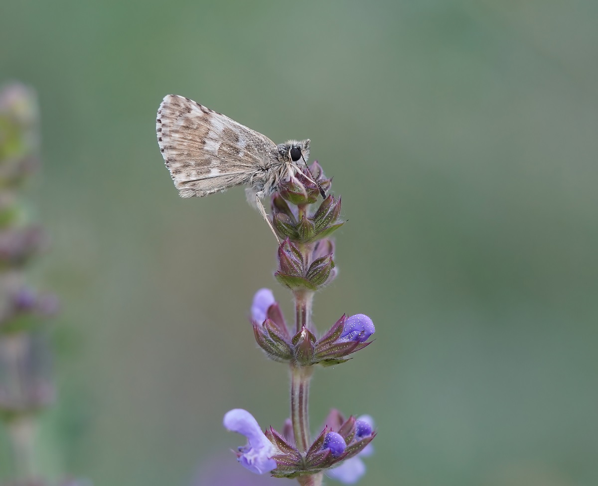 Klein Brandkruiddikkopje / Sage Skipper