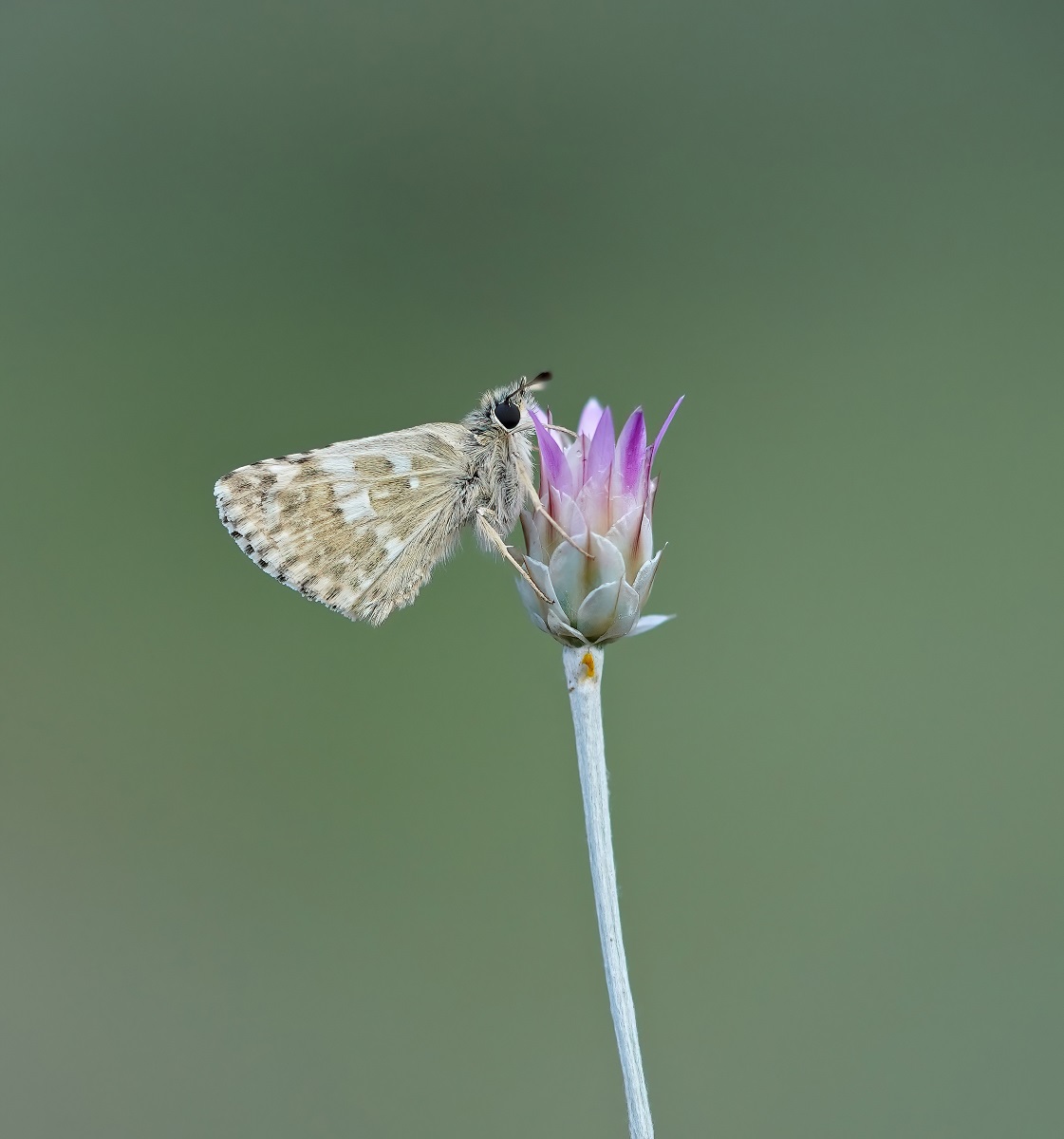 Klein Brandkruiddikkopje / Sage Skipper