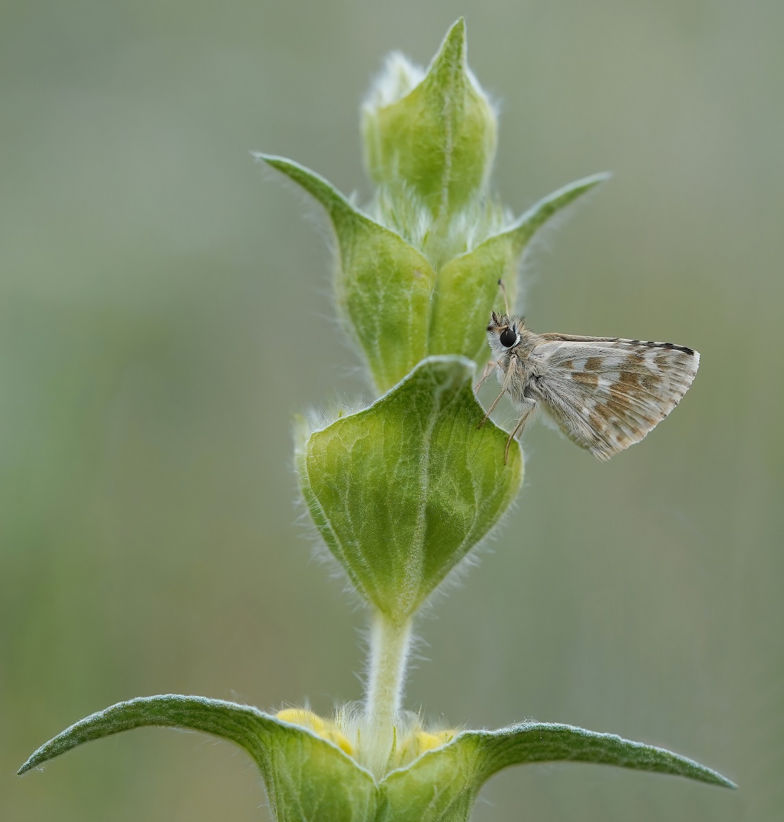Klein Brandkruiddikkopje / Sage Skipper