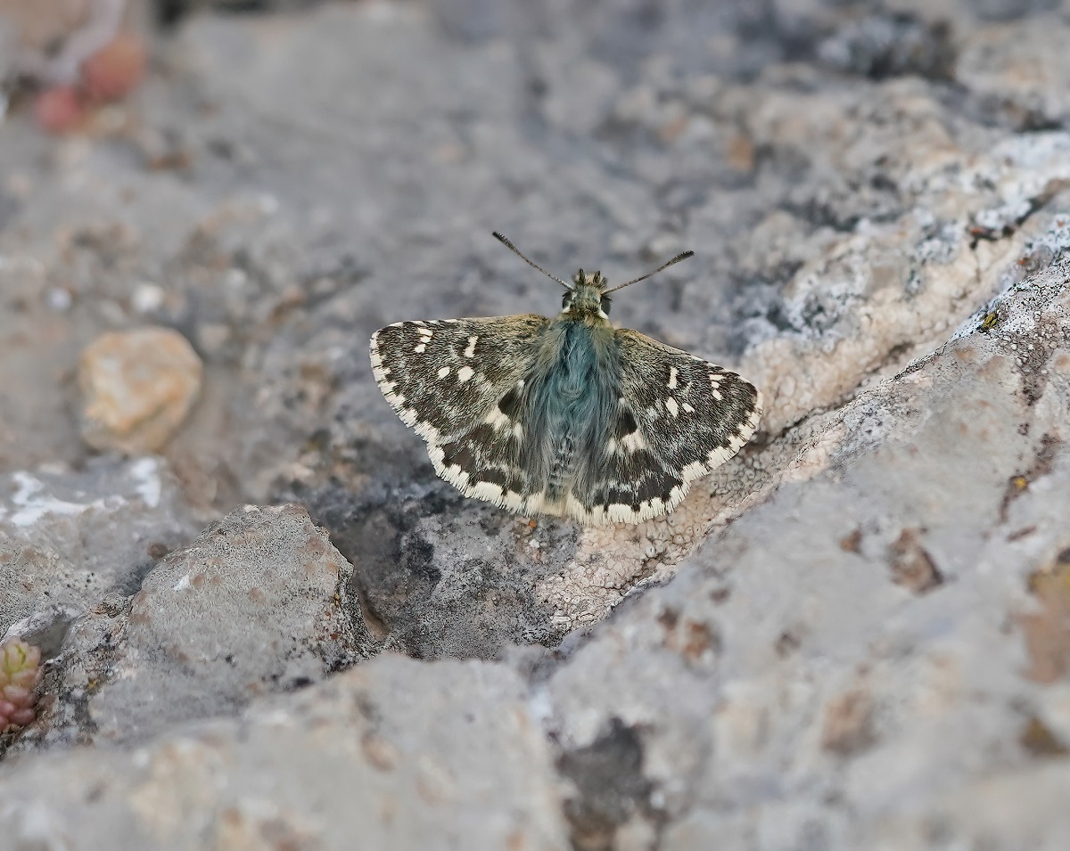 Klein Brandkruiddikkopje / Sage Skipper