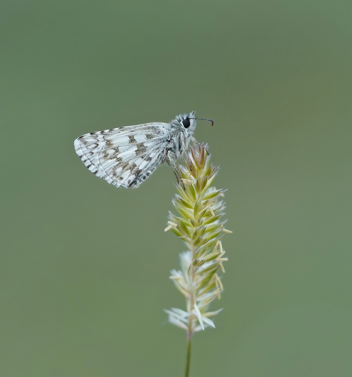 Witgezoomd Spikkeldikkopje / Safflower Skipper