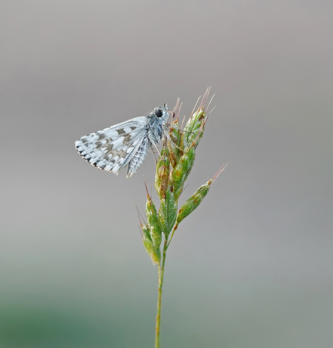 Witgezoomd Spikkeldikkopje / Safflower Skipper