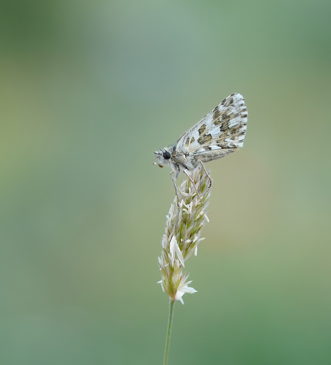 Aambeeldspikkeldikkopje / Rosy Grizzled Skipper