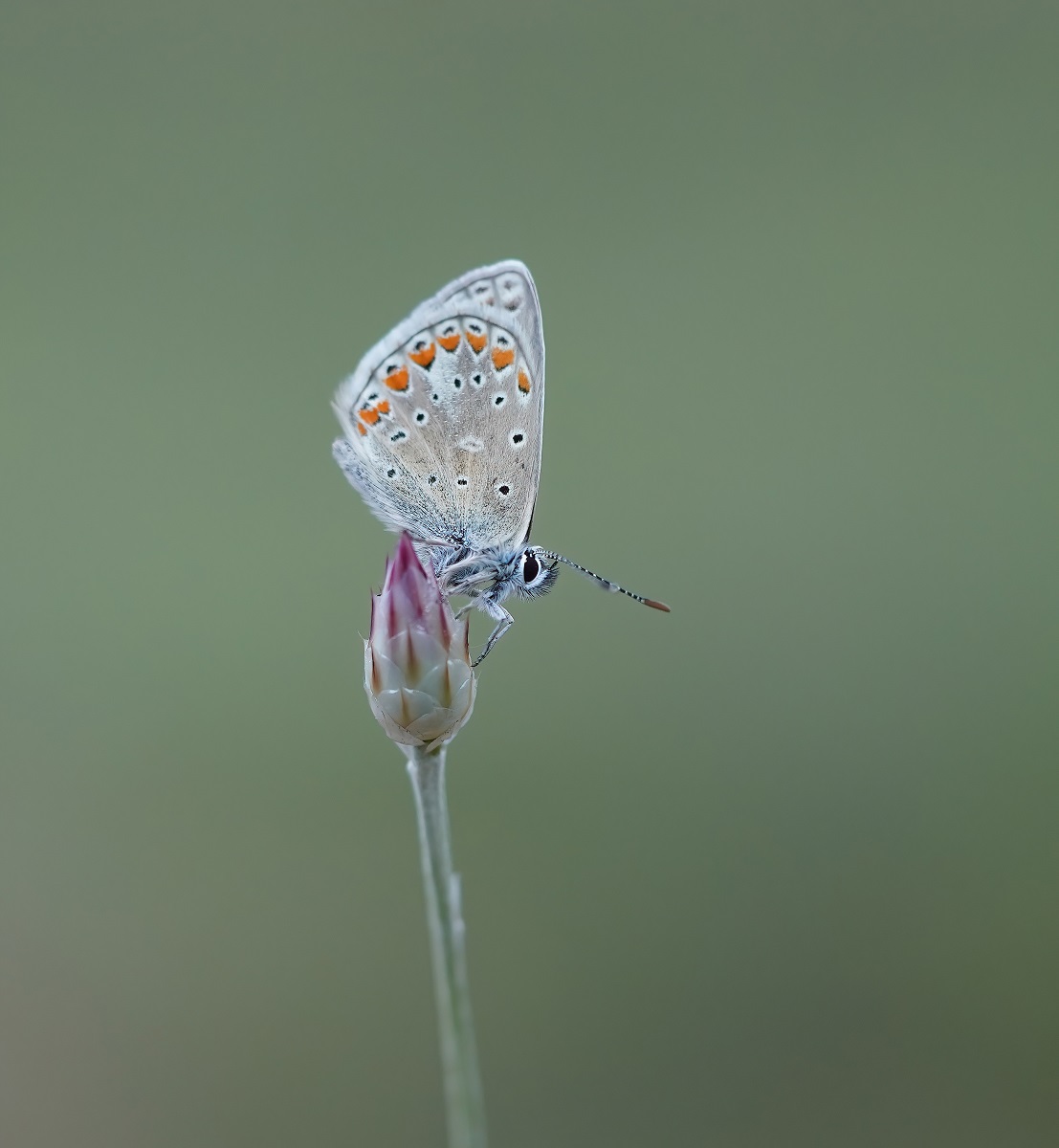 Esparcetteblauwtje / Chapmans Blue