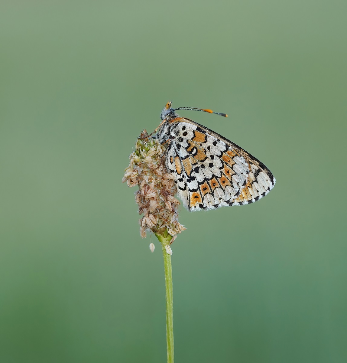 Veldparelmoervlinder / Glanville Fritillary