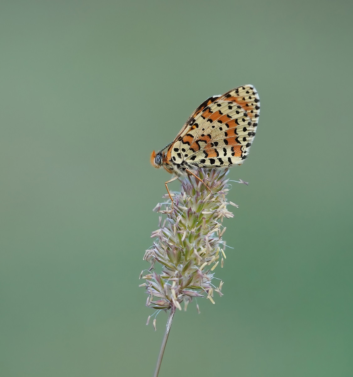 Tweekleurige Parelmoervlinder / Spotted Fritillary