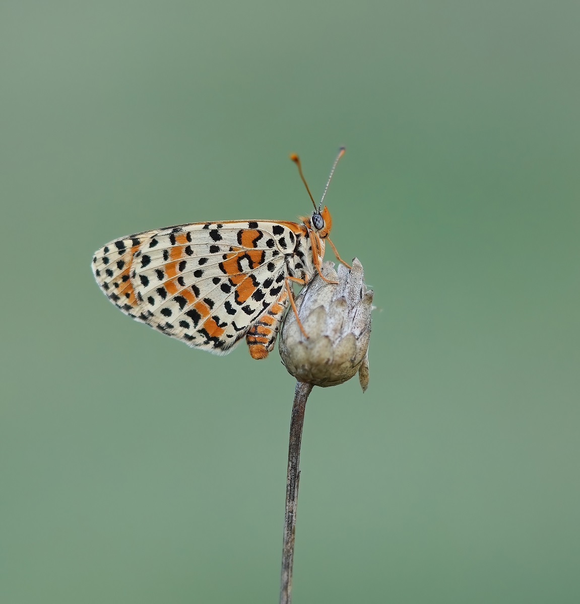 Tweekleurige Parelmoervlinder / Spotted Fritillary