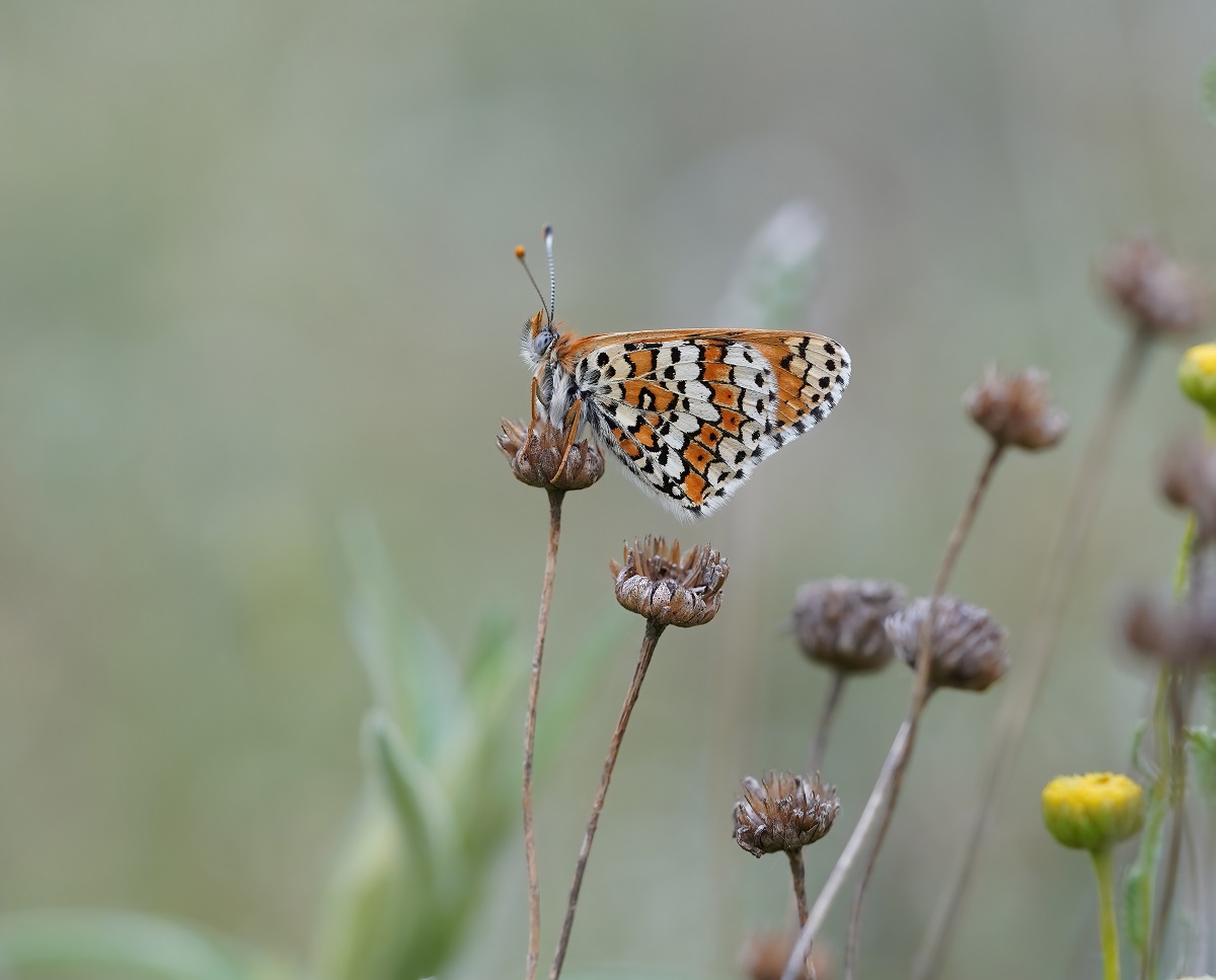 Veldparelmoervlinder / Glanville Fritillary