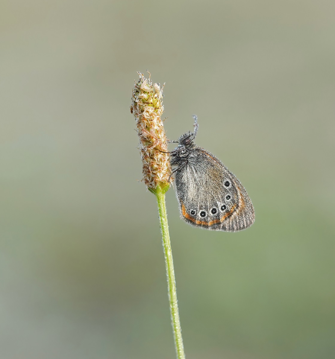 Roodstreephooibeestje / Chestnut Heath