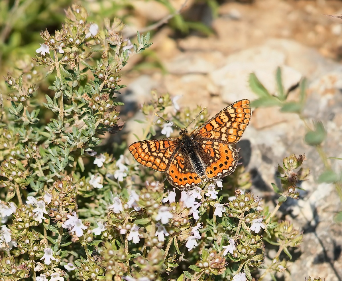 Moerasparelmoervlinder / Marsh Fritillary