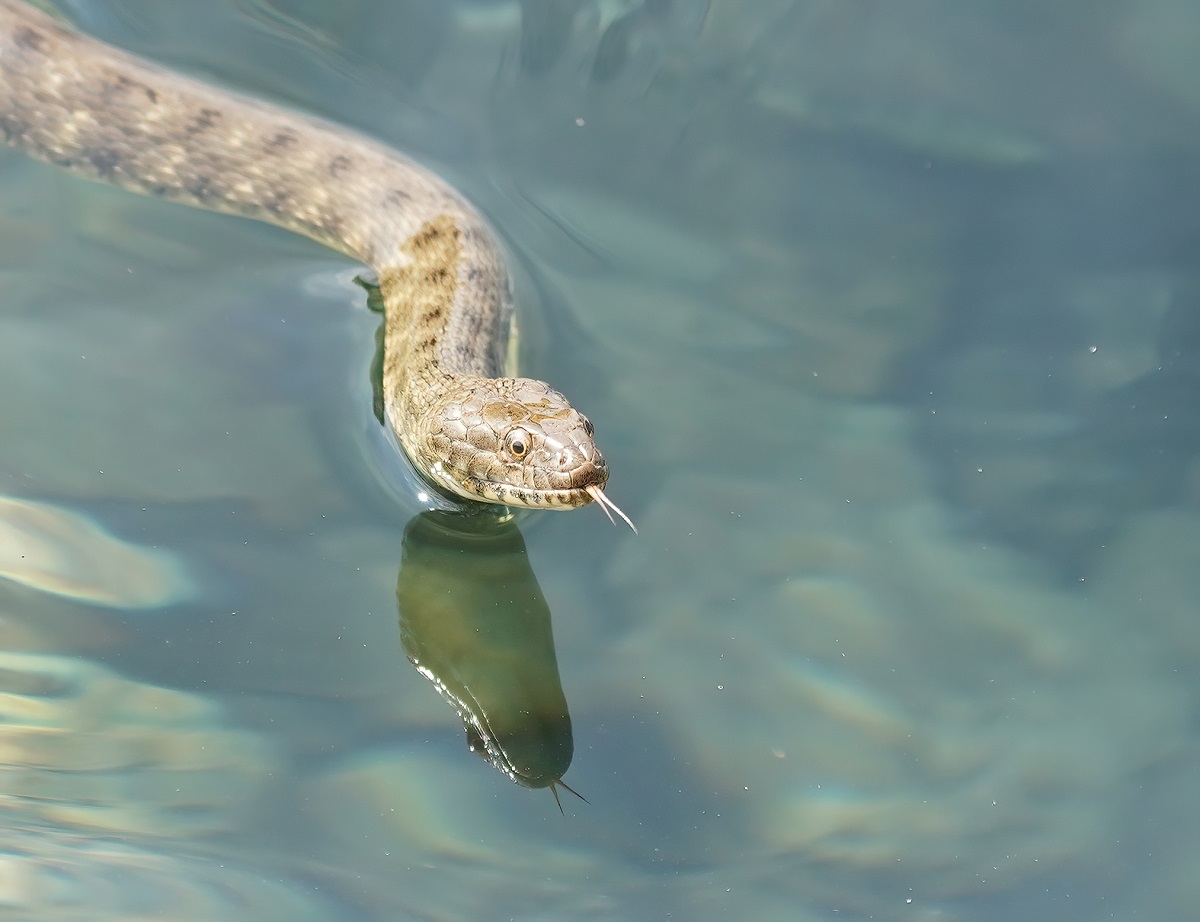 Dobbelsteenslang / Dice Snake