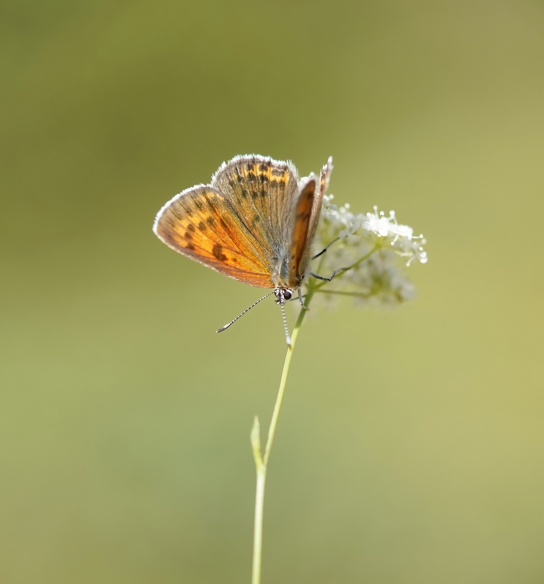 Balkan vuurvlinder / Balkan copper