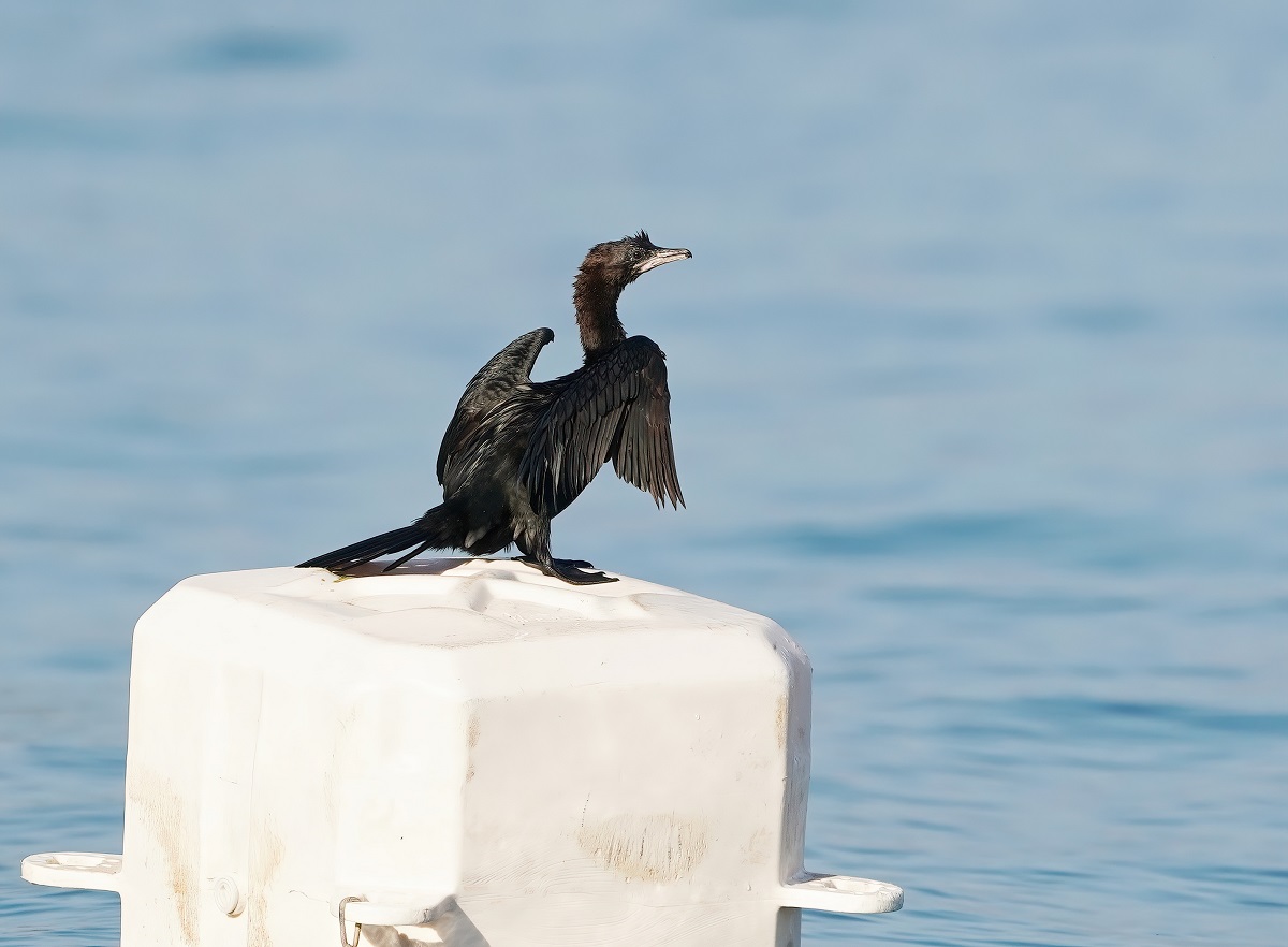 Dwergaalscholver / Pygmy Cormorant